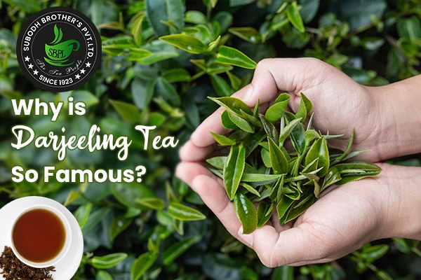 premium Darjeeling tea online