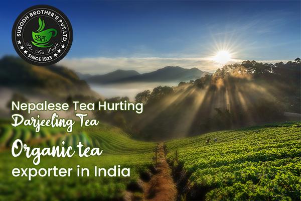 organic tea exporters in India