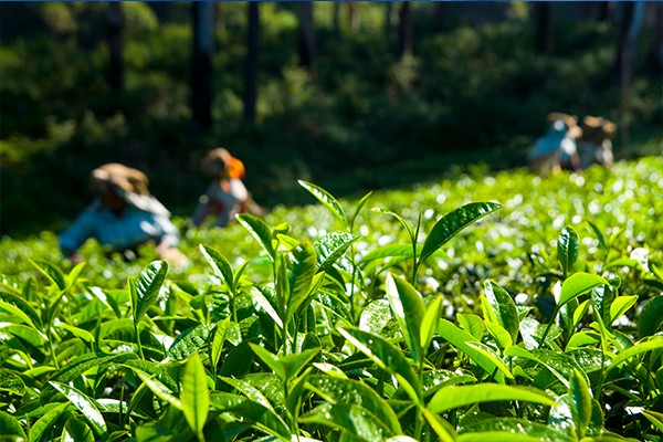 tea exporter in India